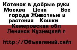 Котенок в добрые руки. Москва. › Цена ­ 5 - Все города Животные и растения » Кошки   . Кемеровская обл.,Ленинск-Кузнецкий г.